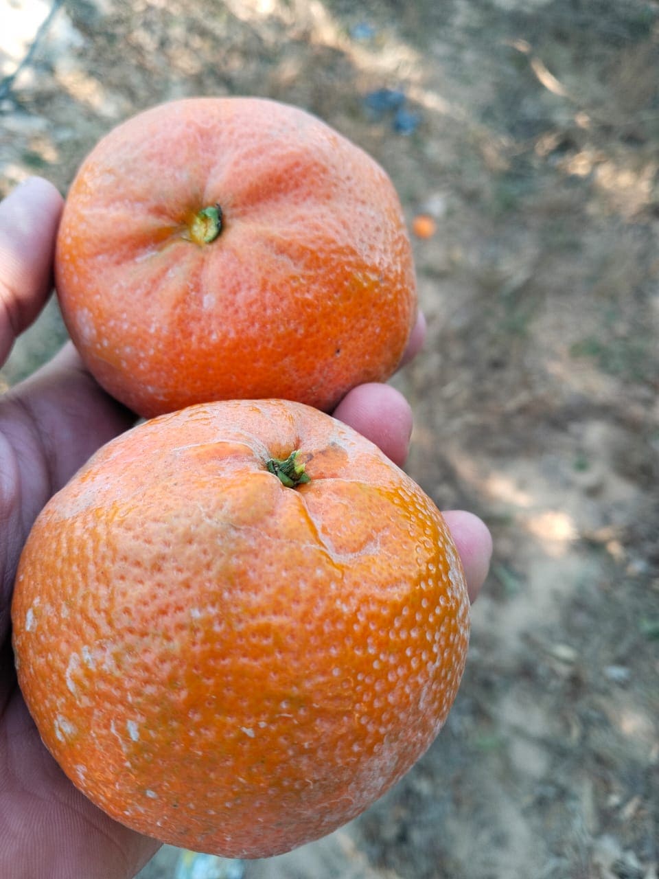 Aton Green Egypt Fresh Fruits & Vegetables